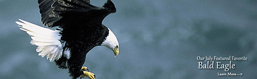 Bald Eagle